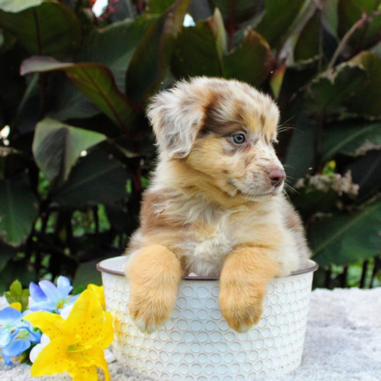 We have Australian Shepherd Puppies For Sale In California.