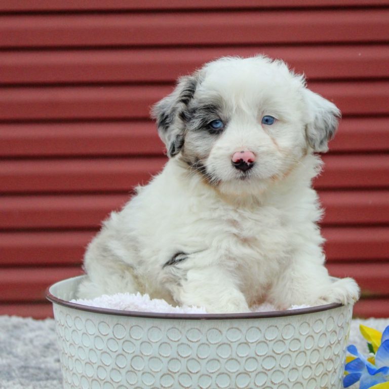 We have Australian Shepherd Puppies For Sale In South Carolina.