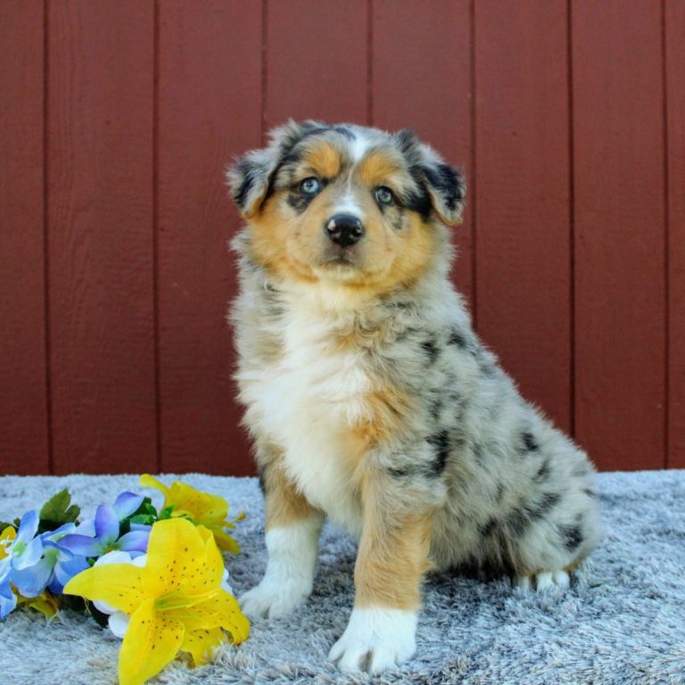 We have Australian Shepherd Puppies For Sale In Massachusetts.