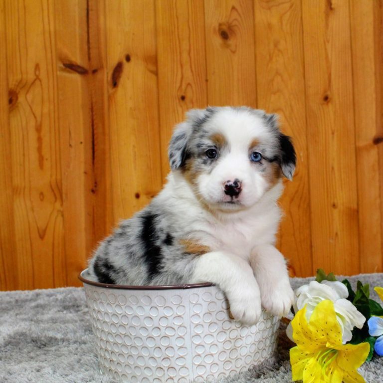 Australian Shepherd Puppies For Sale In California | My Aussie Pups