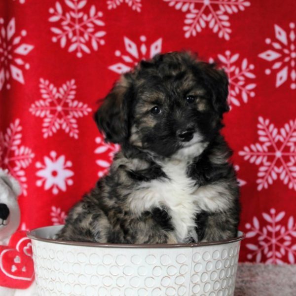 We have Australian Shepherd Puppies For Sale In North Carolina.