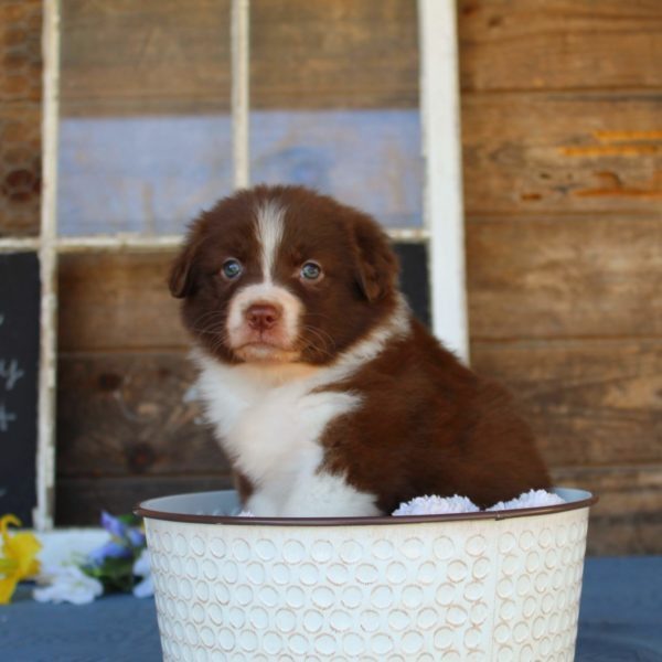 We have Mini Aussiedoodles For Sale In Ohio!