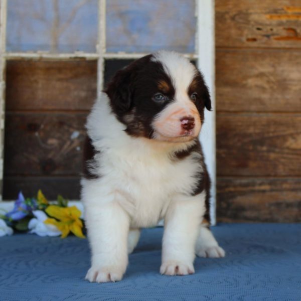 We have Mini Aussiedoodles For Sale In North Carolina!