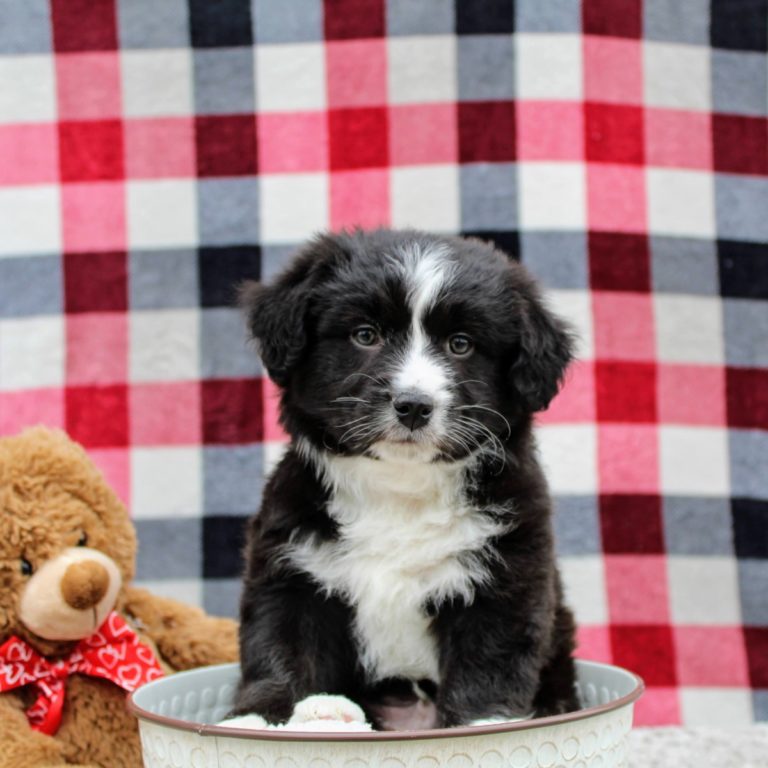 We have Mini Aussiedoodles For Sale In California!