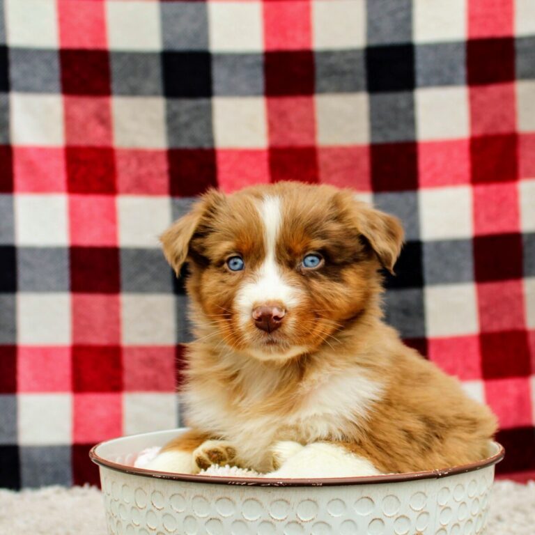 We have Australian Shepherds For Sale Near New Hampshire.