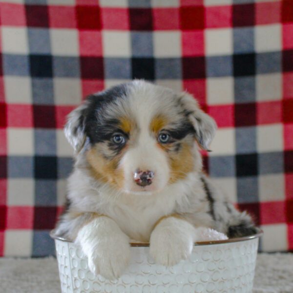 We have Australian Shepherds For Sale Near Tennessee.