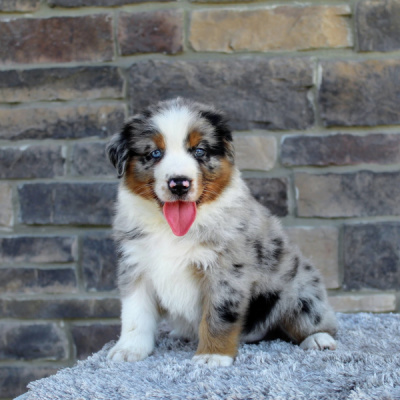 We have Australian Shepherd Puppies For Sale In Ohio.
