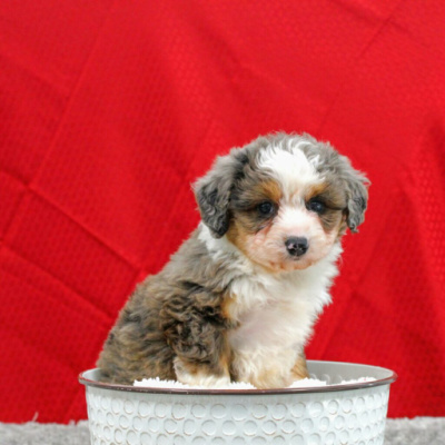 We have Mini Aussiedoodles For Sale In Maryland!