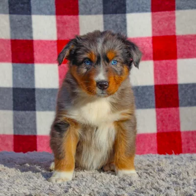 Learn the benefits of owning an aussie puppy.