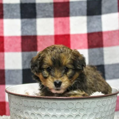 We have Mini Aussiedoodles for sale near Michigan.