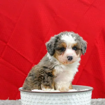 We have Mini Aussiedoodles for sale near Maryland!