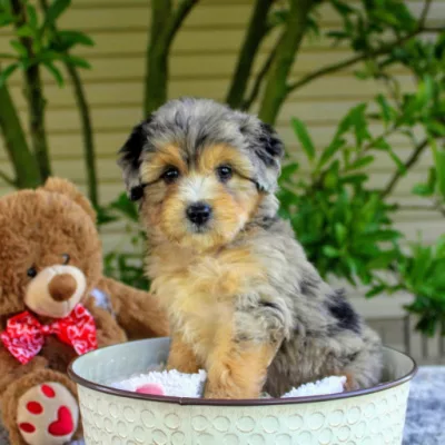 We have Mini Aussiedoodles for sale near Pennsylvania!