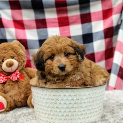 We have Mini Aussiedoodles for sale near New Jersey!