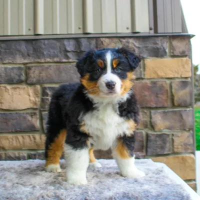 We have Mini Aussiedoodles for sale near Illinois!