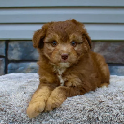 We have Mini Aussiedoodles for sale near Wisconsin.