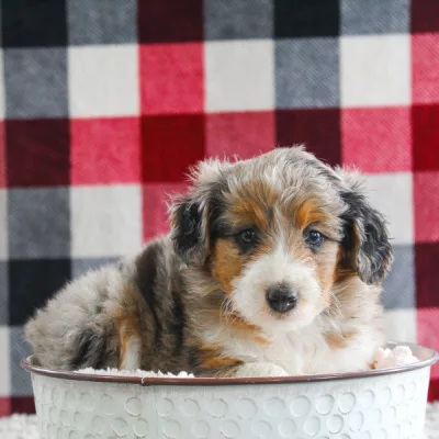 We have Mini Aussiedoodles for sale near Texas.