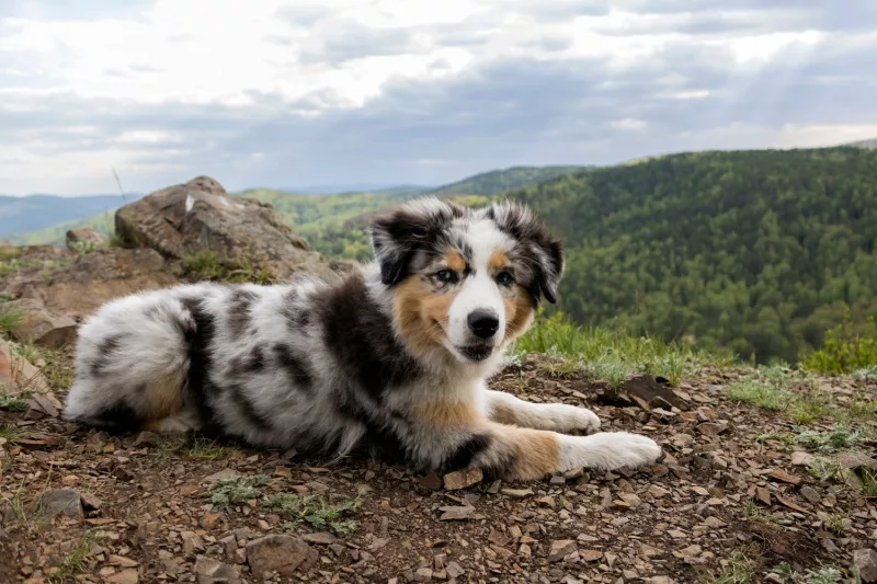 A Handsome Aussie Pup Resting On A Mountain Hike
