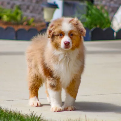 Learn how to play with your Aussie puppy.